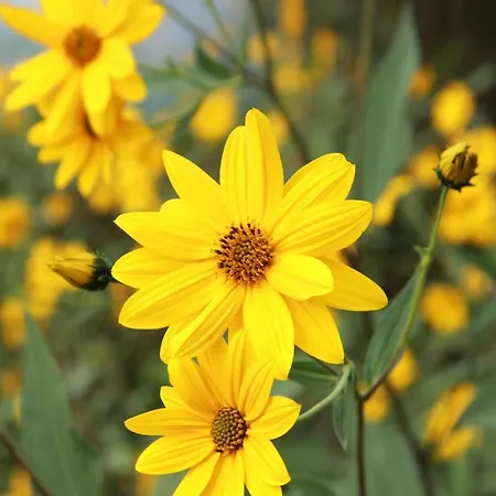 롯지 Vineyard Eco Near Dubrovnik *