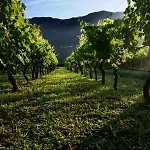 Domek letniskowy Vineyard Eco Near Dubrovnik Gruda