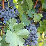 Vineyard Eco Near Dubrovnik Lodge Gruda
