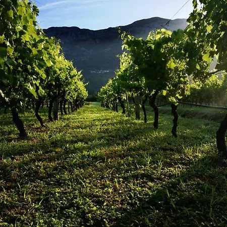 Hytte Vineyard Eco Near Dubrovnik Gruda