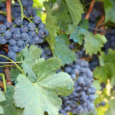 Vineyard Eco Near Dubrovnik Hytte Gruda