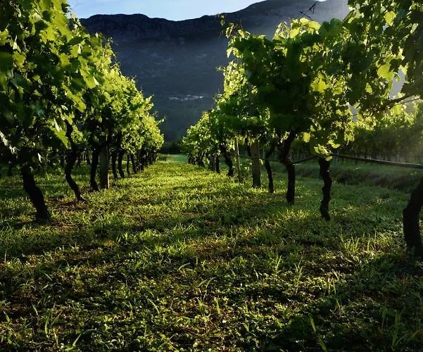 Lodge Vineyard Eco Near Dubrovnik Gruda