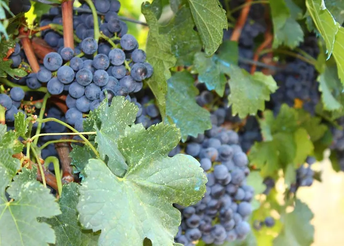Vineyard Eco Near Dubrovnik Lodge Gruda